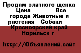 Продам элитного щенка › Цена ­ 30 000 - Все города Животные и растения » Собаки   . Красноярский край,Норильск г.